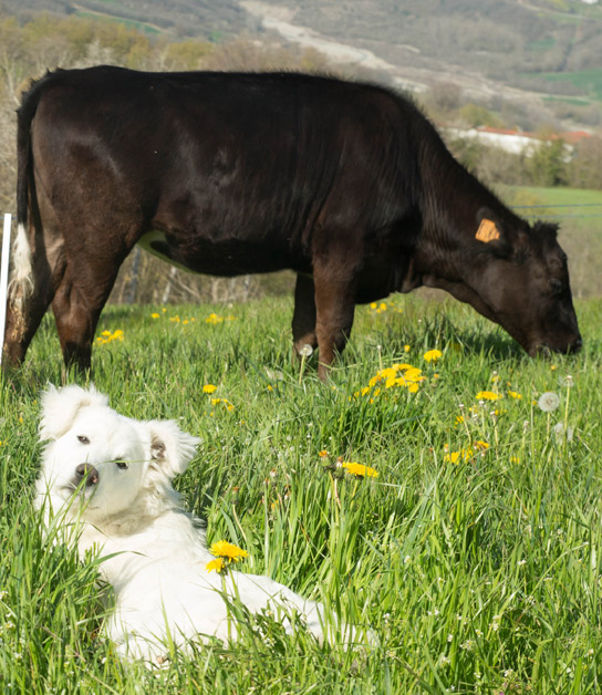 Azienda Agricola La Malusa